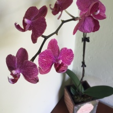 Welcome Orchid