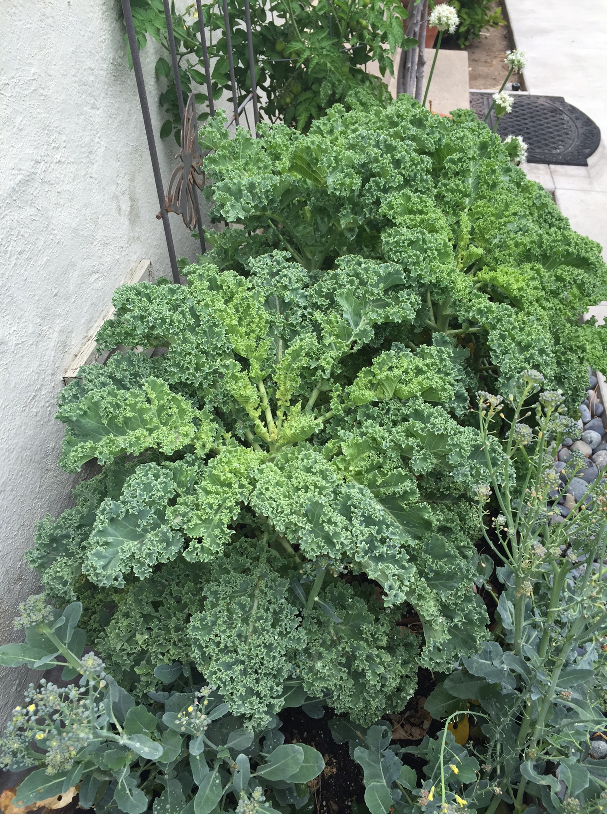 Oh, Kale! | Neighborly Life